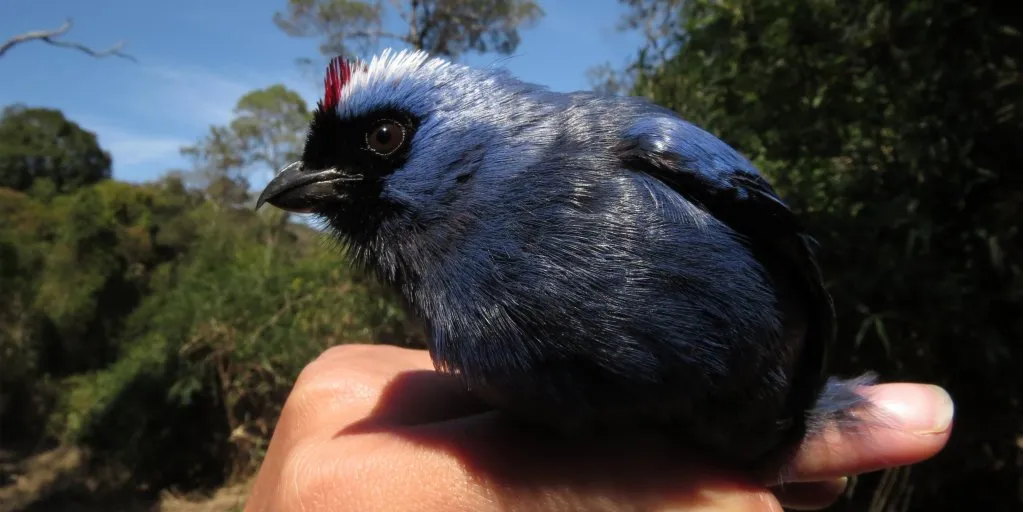 Ave de plumagem azul-acinzentada com topete vermelho, pousada na mão de um pesquisador durante o anilhamento