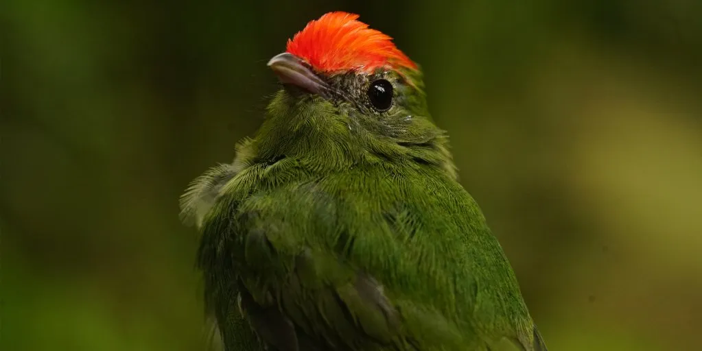 Ave de plumagem verde com coroa alaranjada, pousada em galho na mata