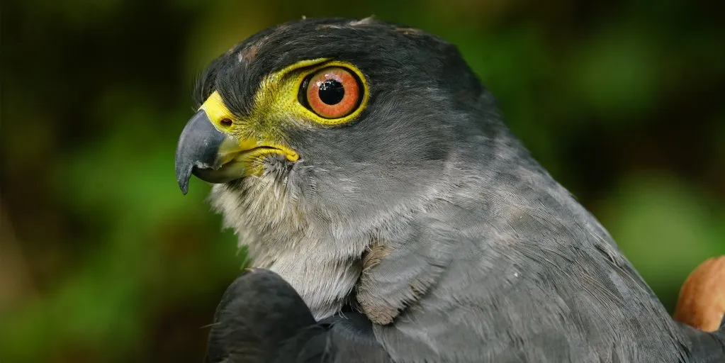 Gavião de plumagem cinza e olhos alaranjados, em close contra a vegetação