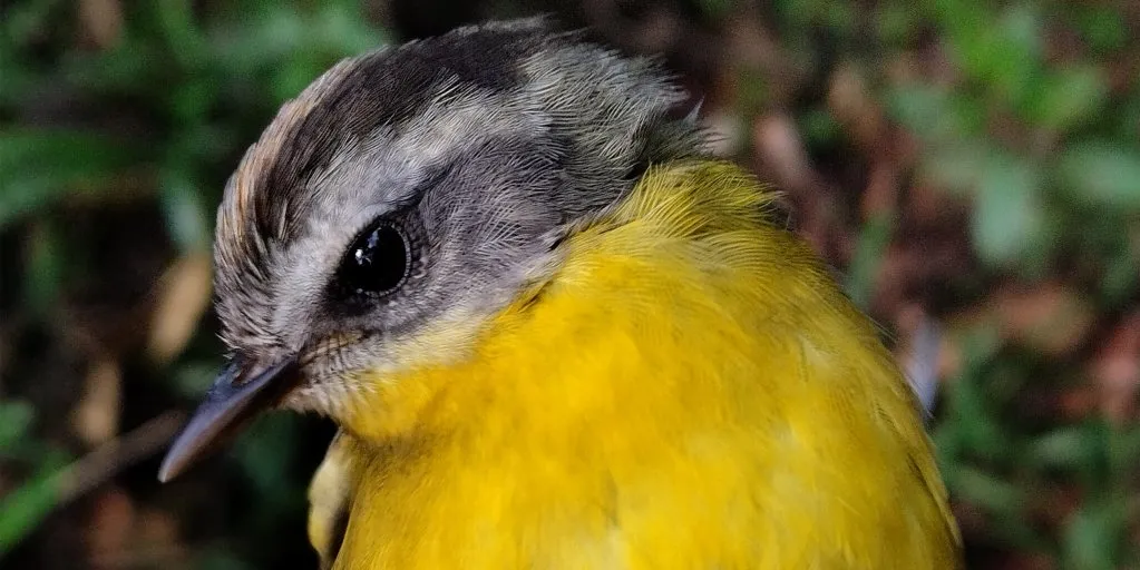 Ave de cabeça cinza e peito amarelo vivo, fotografada de perfil