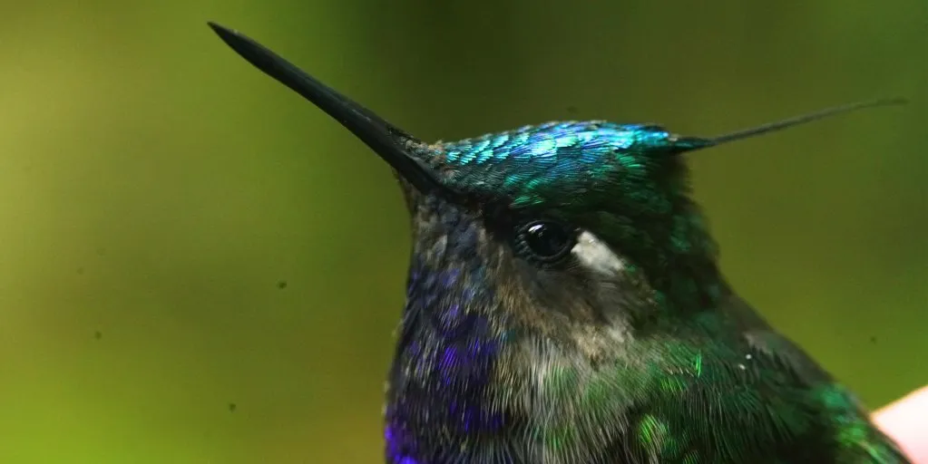 Beija-flor de plumagem verde e azul iridescente, com bico longo, em voo
