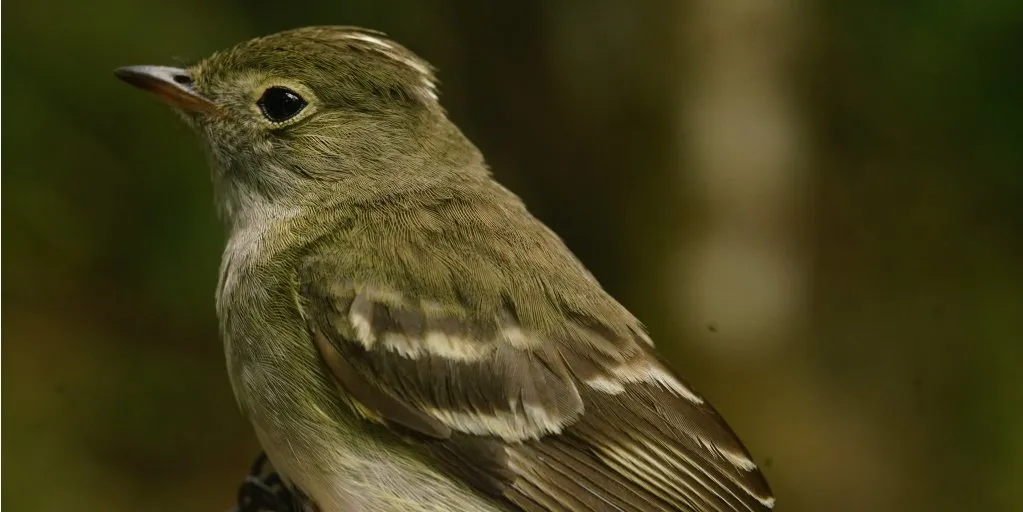 Ave pequena de tons oliva e asas barradas, pousada em tronco