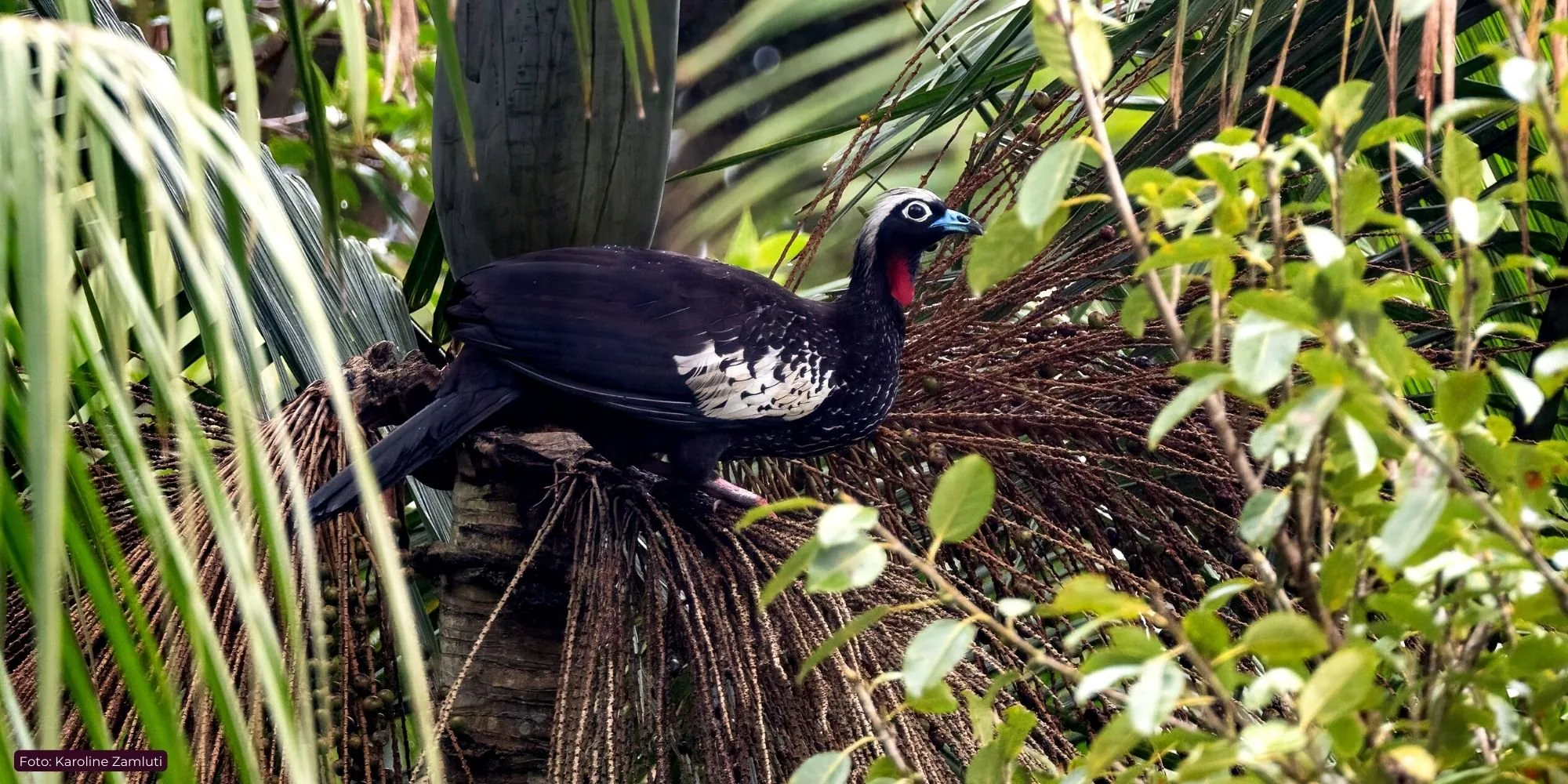 Jacutinga (Aburria jacutinga) pousada sobre um cacho de frutos de palmeira-juçara na Mata Atlântica
