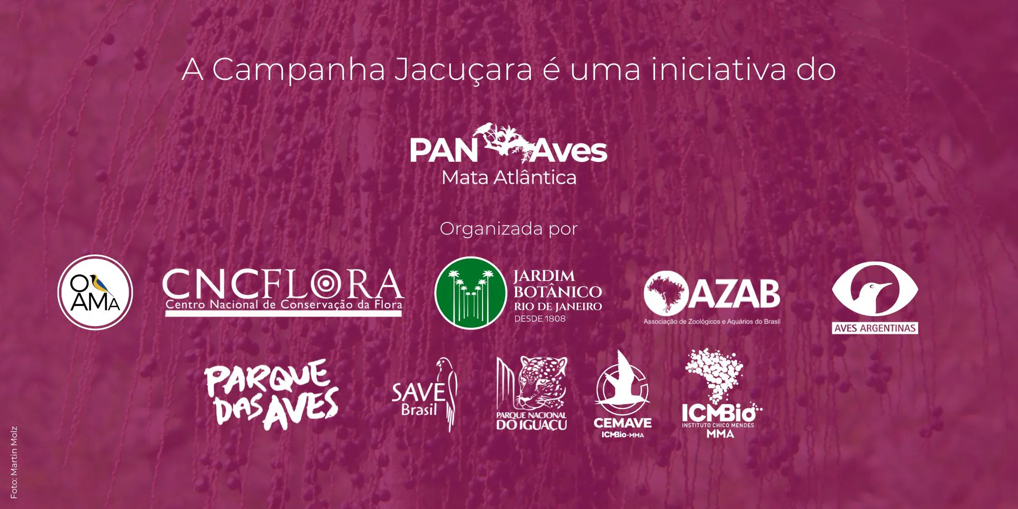 Crédito da campanha: “A Campanha Jacuçara é uma iniciativa do PAN Aves Mata Atlântica”, organizada por OAMa, CNCFlora, Jardim Botânico do Rio de Janeiro, AZAB, Aves Argentinas, Parque das Aves, SAVE Brasil, Parque Nacional do Iguaçu, CEMAVE e ICMBio