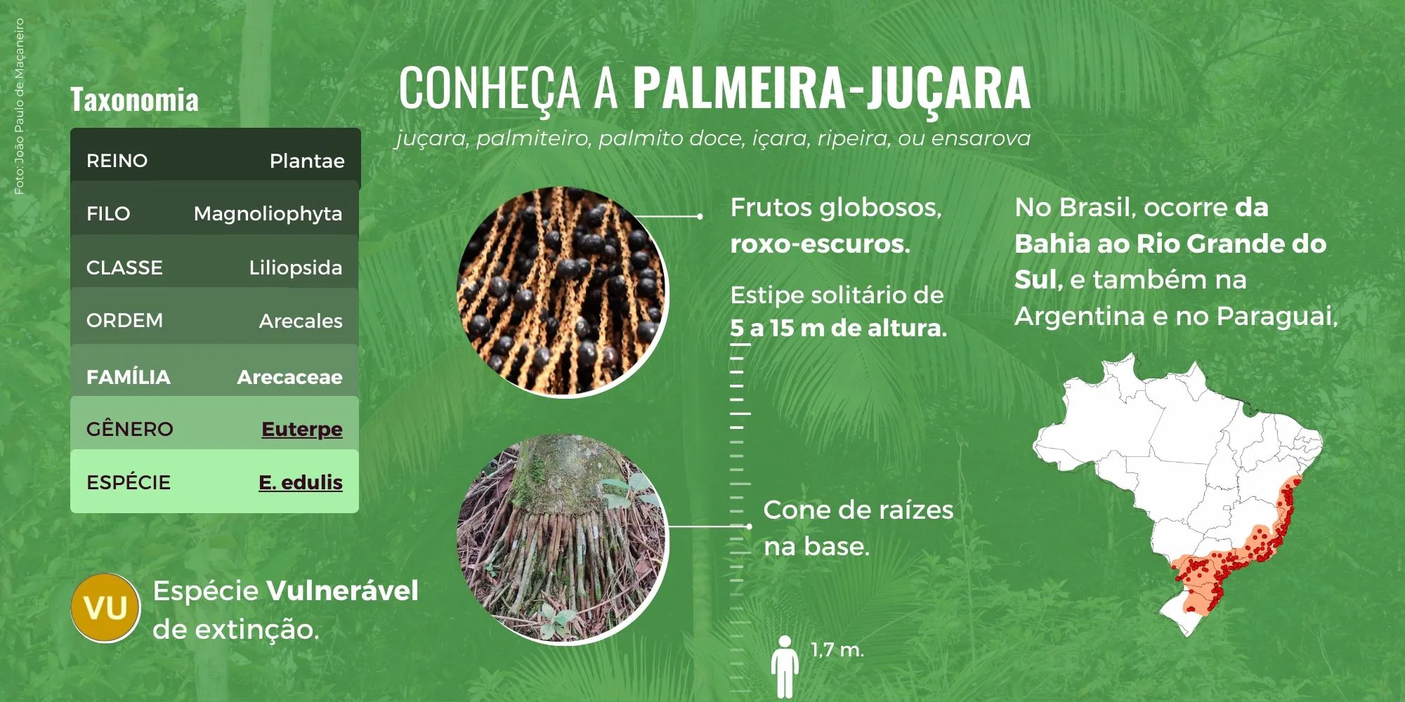 Infográfico “Conheça a palmeira-juçara”: taxonomia da espécie Euterpe edulis, frutos globosos roxo-escuros, estipe solitário de 5 a 15 metros, cone de raízes na base, mapa de ocorrência da Bahia ao Rio Grande do Sul e classificação Vulnerável (VU)