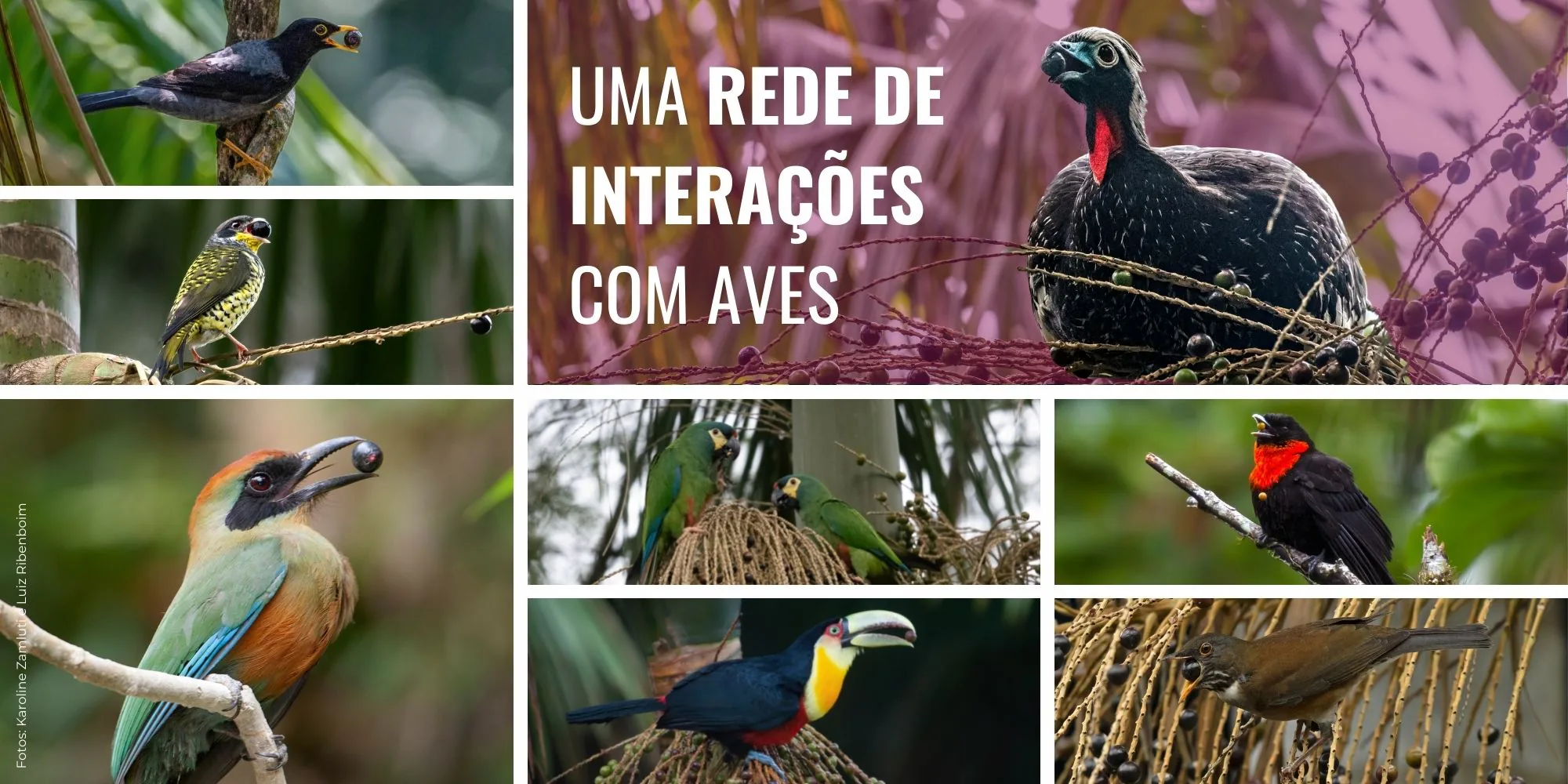 Mosaico “Uma rede de interações com aves”: jacutinga, tucano-de-bico-verde, araçari, maritacas, sabiá, udu-de-coroa-azul e outras aves consumindo frutos de juçara
