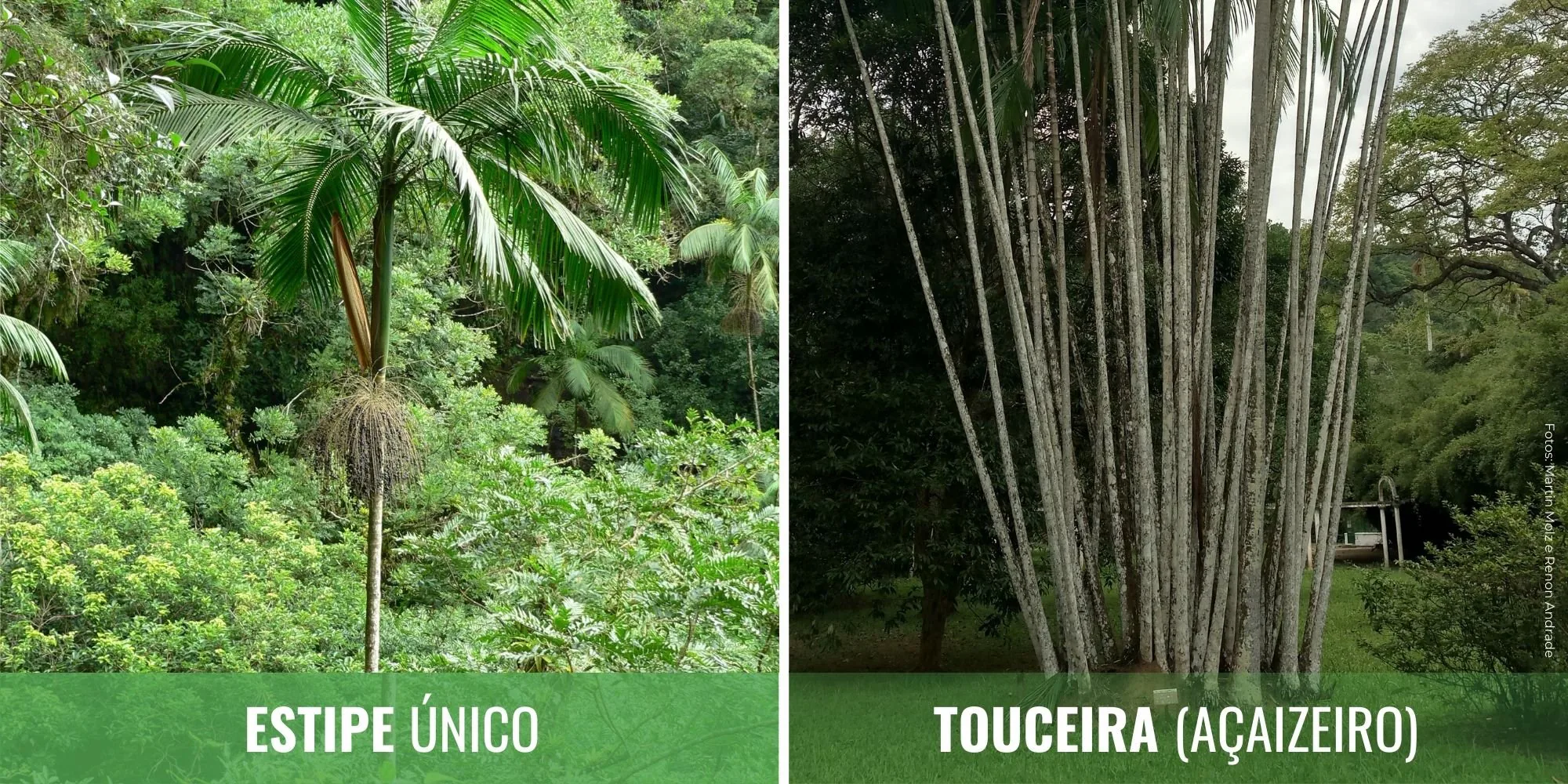 Comparação entre a palmeira-juçara, de estipe único, e o açaizeiro, que forma touceira com vários caules