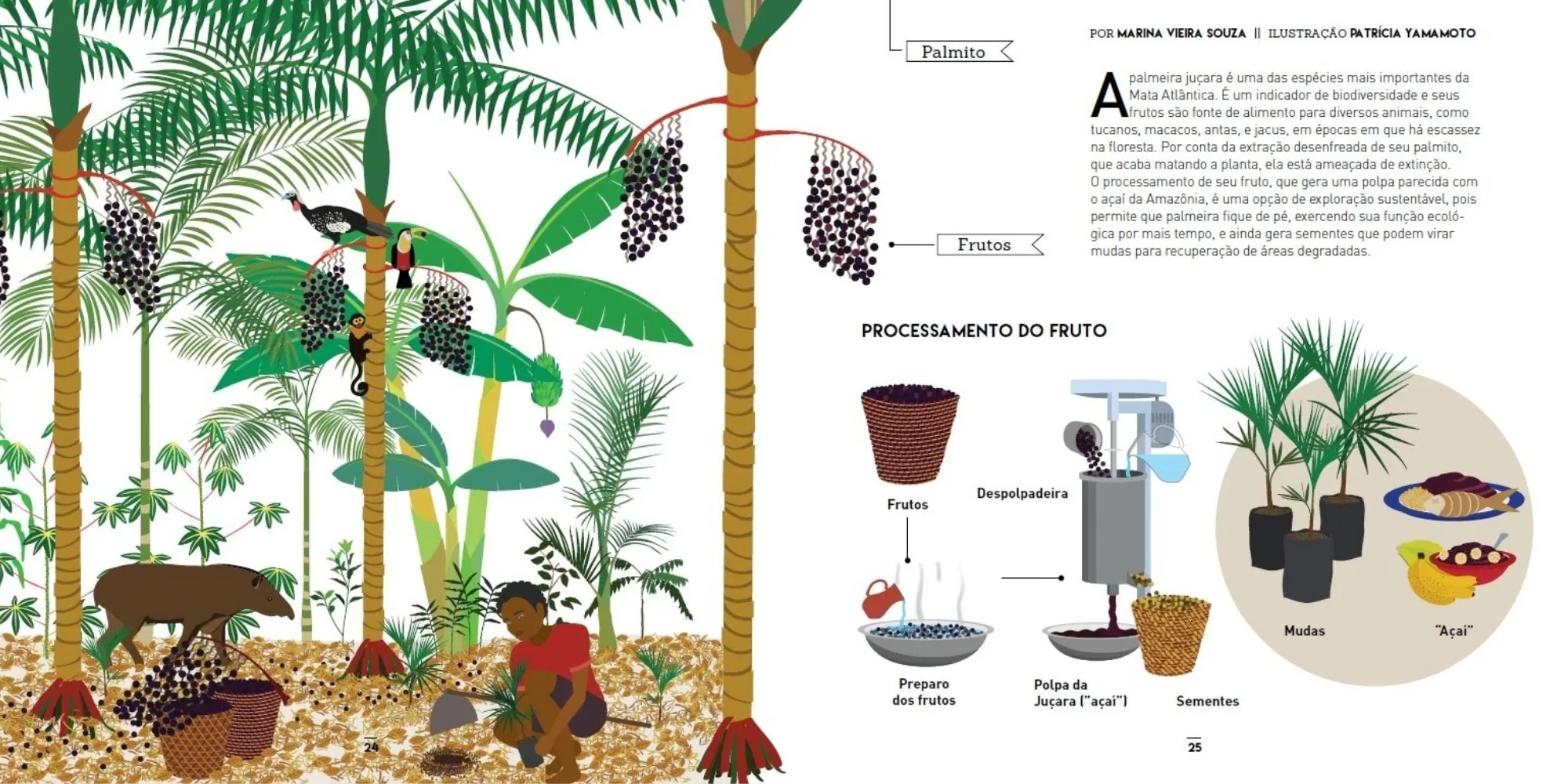 Ilustração de palmeiras juçara em floresta com jacutinga, tucano, macaco e anta se alimentando dos frutos, ao lado de um esquema do processamento do fruto em polpa, sementes e mudas