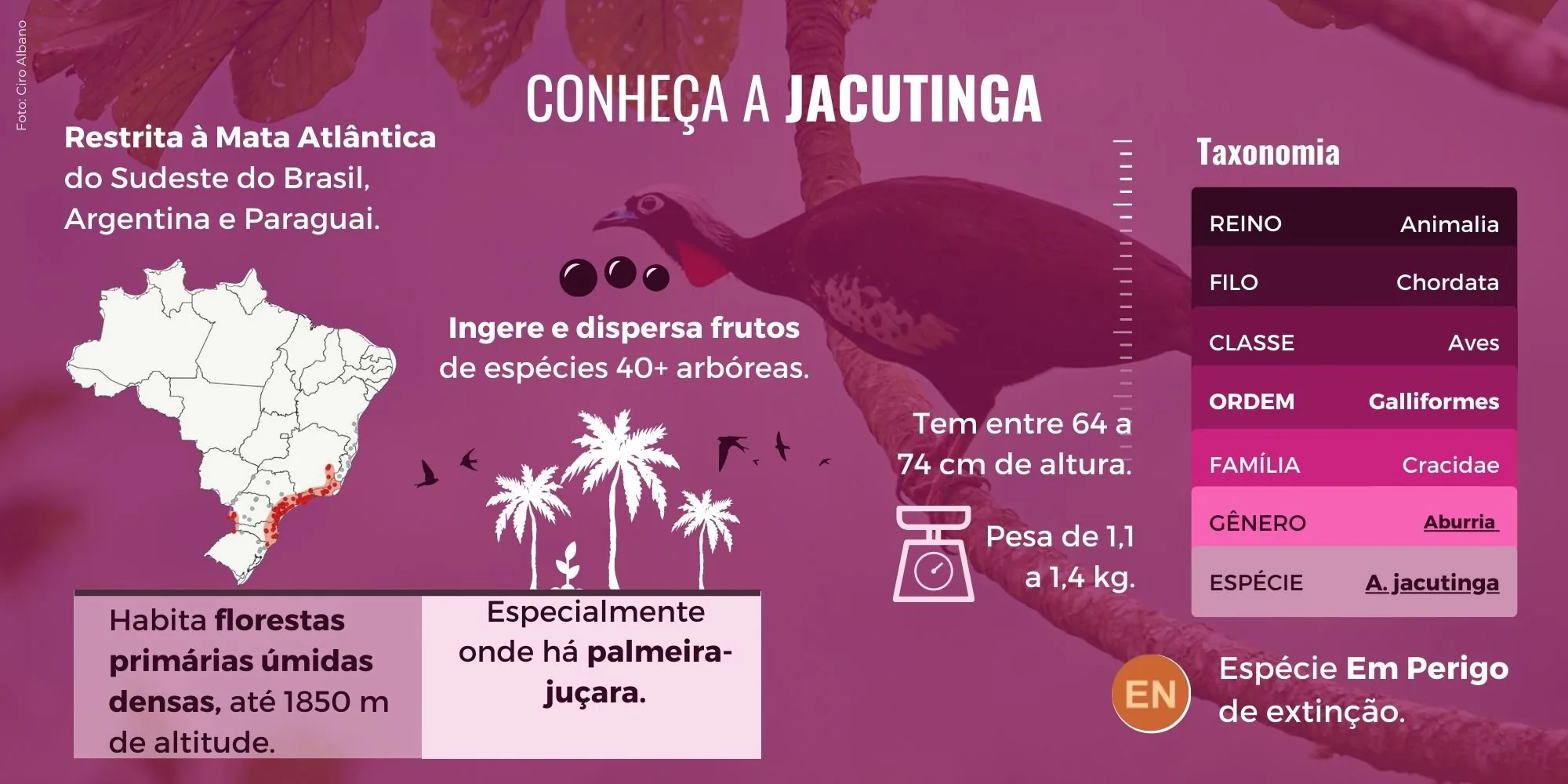 Infográfico “Conheça a jacutinga”: distribuição restrita à Mata Atlântica do Sudeste do Brasil, Argentina e Paraguai, dispersão de frutos de mais de 40 espécies arbóreas, 64 a 74 cm de altura, 1,1 a 1,4 kg, taxonomia e classificação Em Perigo (EN)