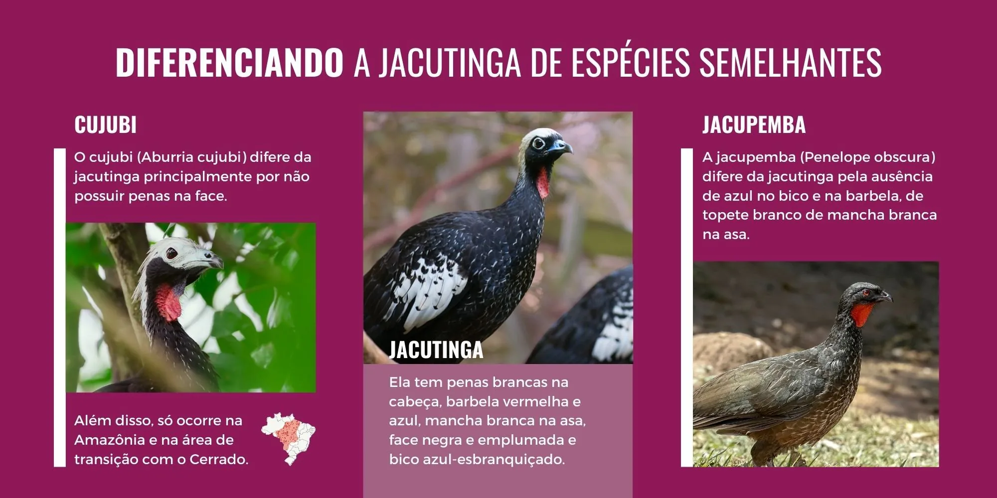 Infográfico “Diferenciando a jacutinga de espécies semelhantes”, comparando jacutinga, cujubi e jacupemba com fotos e características de cada uma