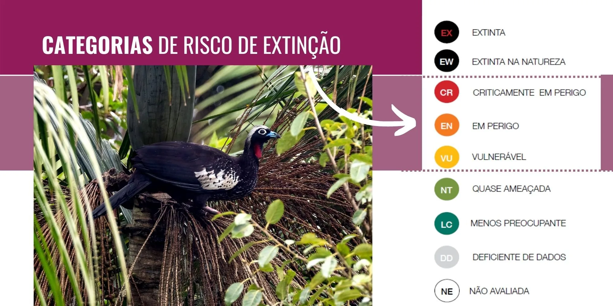 Infográfico “Categorias de risco de extinção” da IUCN, de Extinta (EX) a Não avaliada (NE), com a jacutinga apontada na categoria Em Perigo (EN)