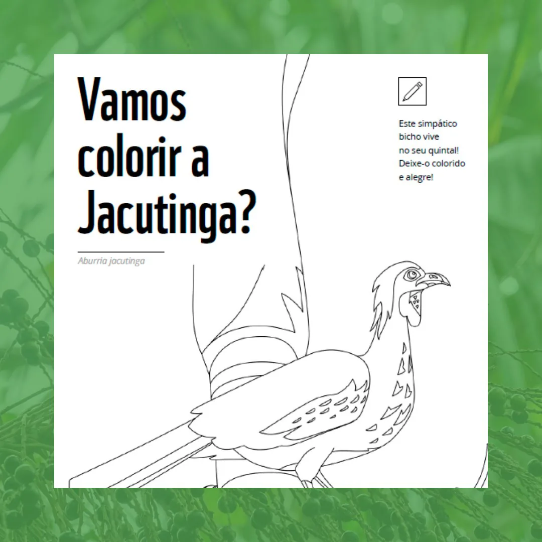 Capa do material para colorir “Vamos colorir a Jacutinga?”, com desenho de contorno da ave