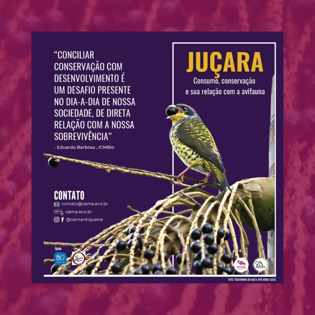 Capa do informativo “Juçara — consumo, conservação e sua relação com a avifauna”, com ave sobre cacho de frutos