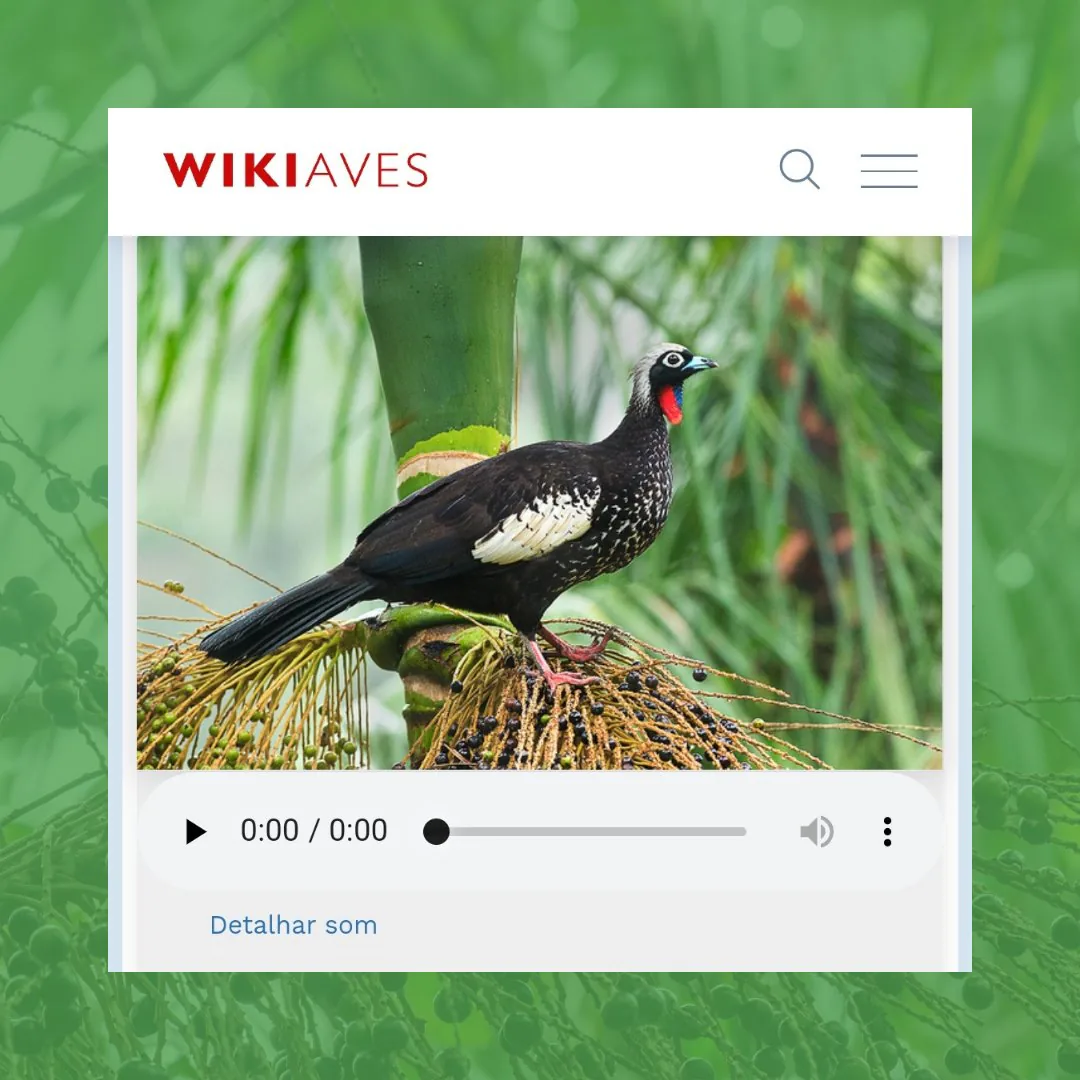 Página da jacutinga no WikiAves, com foto da ave e gravação de seu canto
