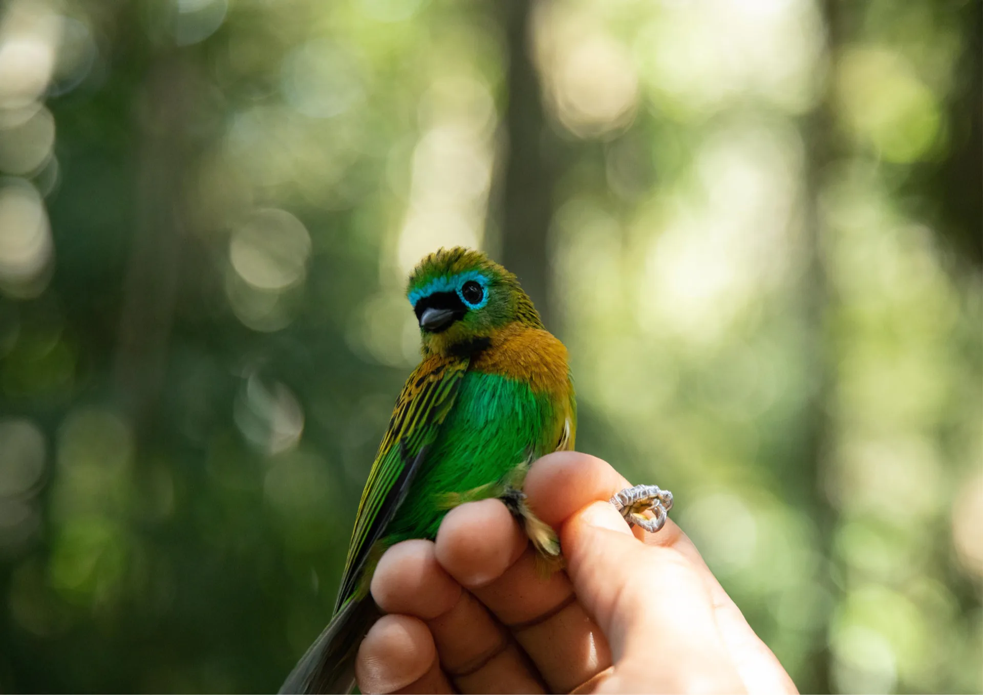 Fotografia de ave nativa da Mata Atlântica