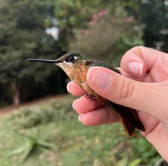 Curso prático de anilhamento, análise de mudas e classificação de idades em aves tropicais (foco em beija-flores)