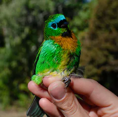 Curso prático de anilhamento, análise de mudas e classificação de idades em aves tropicais (foco em passeriformes)