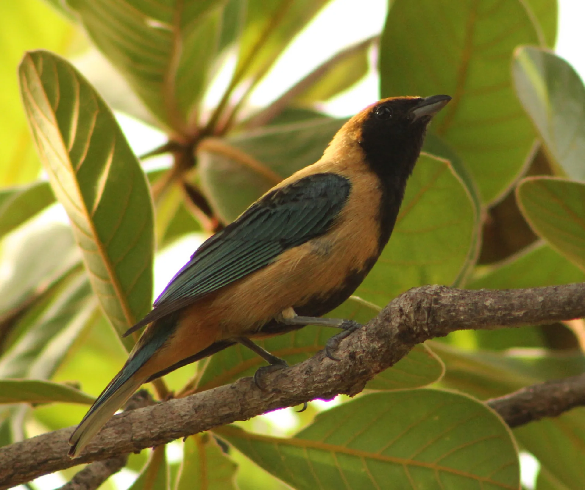 Monitoramento de Aves da Mantiqueira