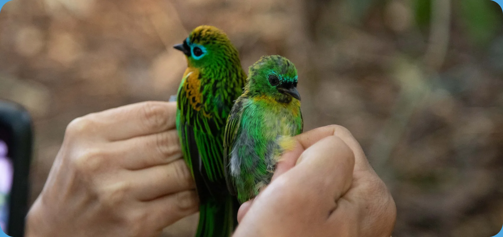 Monitoramento de avifauna