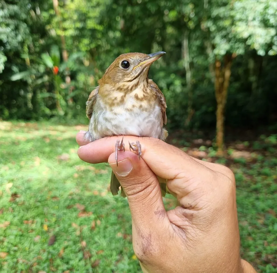 Sabiá migratório de peito pintalgado pousado na mão de pesquisador do OAMa