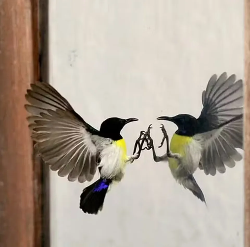 Duas aves em voo, com as garras entrelaçadas, diante de uma vidraça