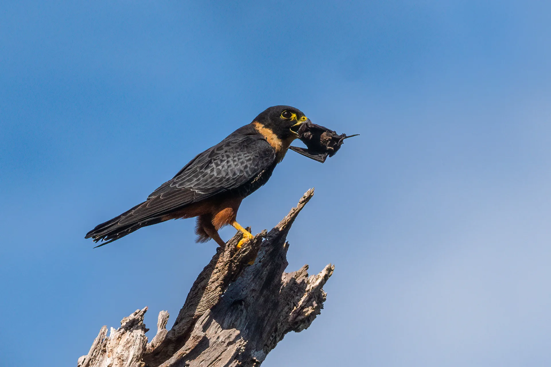 Saíra-sete-cores (Tangara seledon) pousada em galho curvo — Mata Atlântica