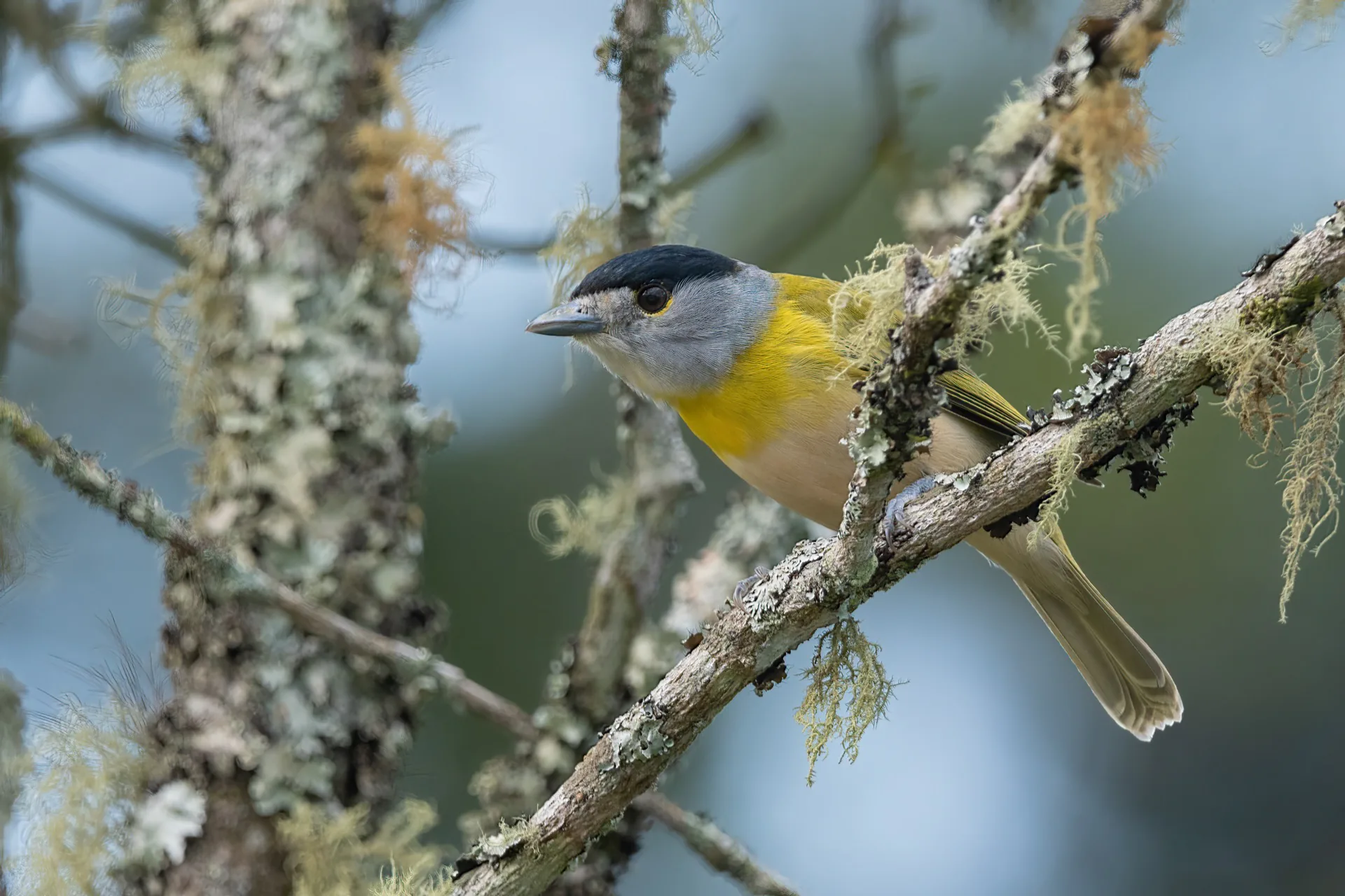 Ave da Mata Atlântica — Swainsonzinho (Dacnis cayana) em galho com frutos