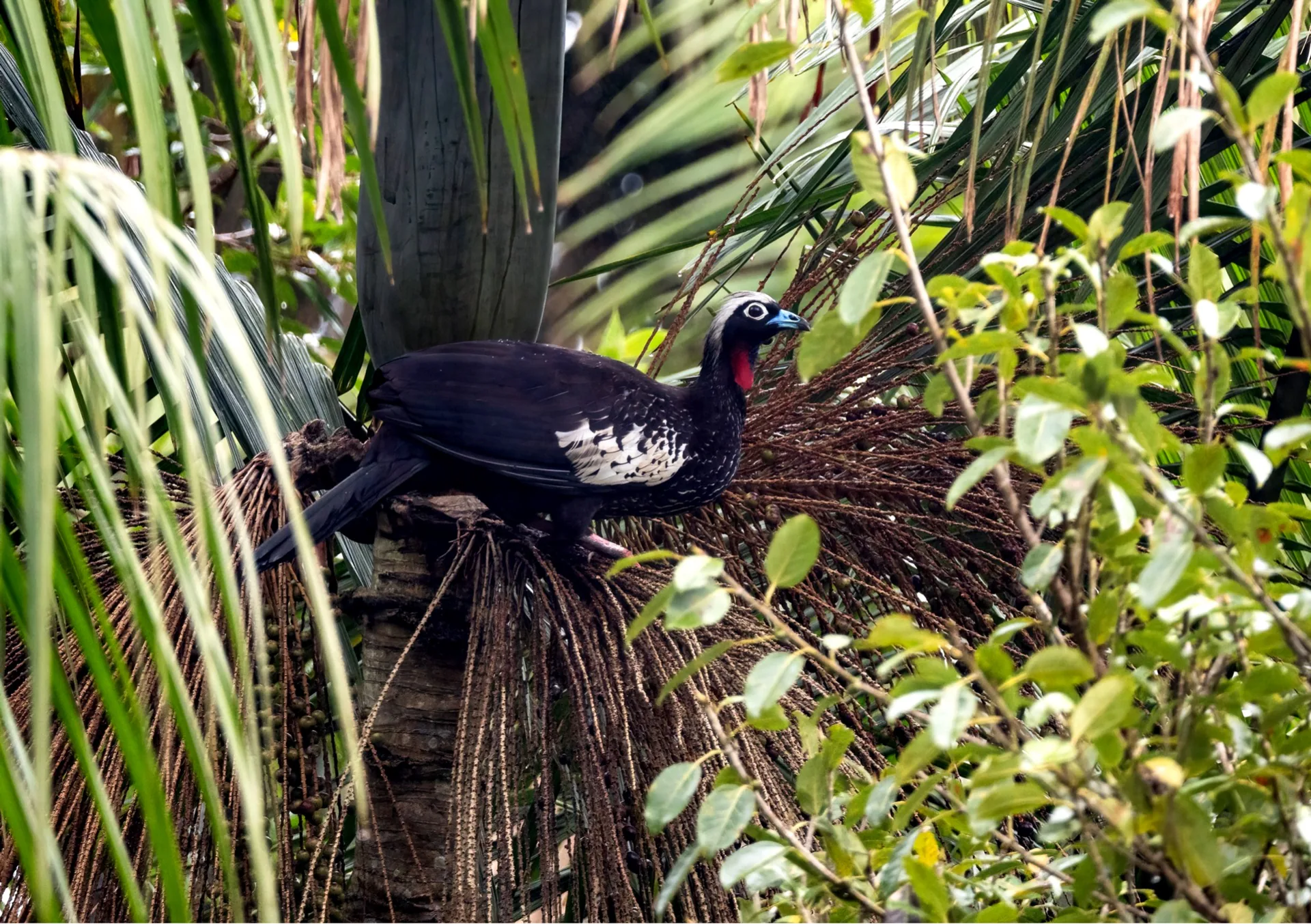 Jacutinga (Aburria jacutinga) em palmeira juçara na Mata Atlântica