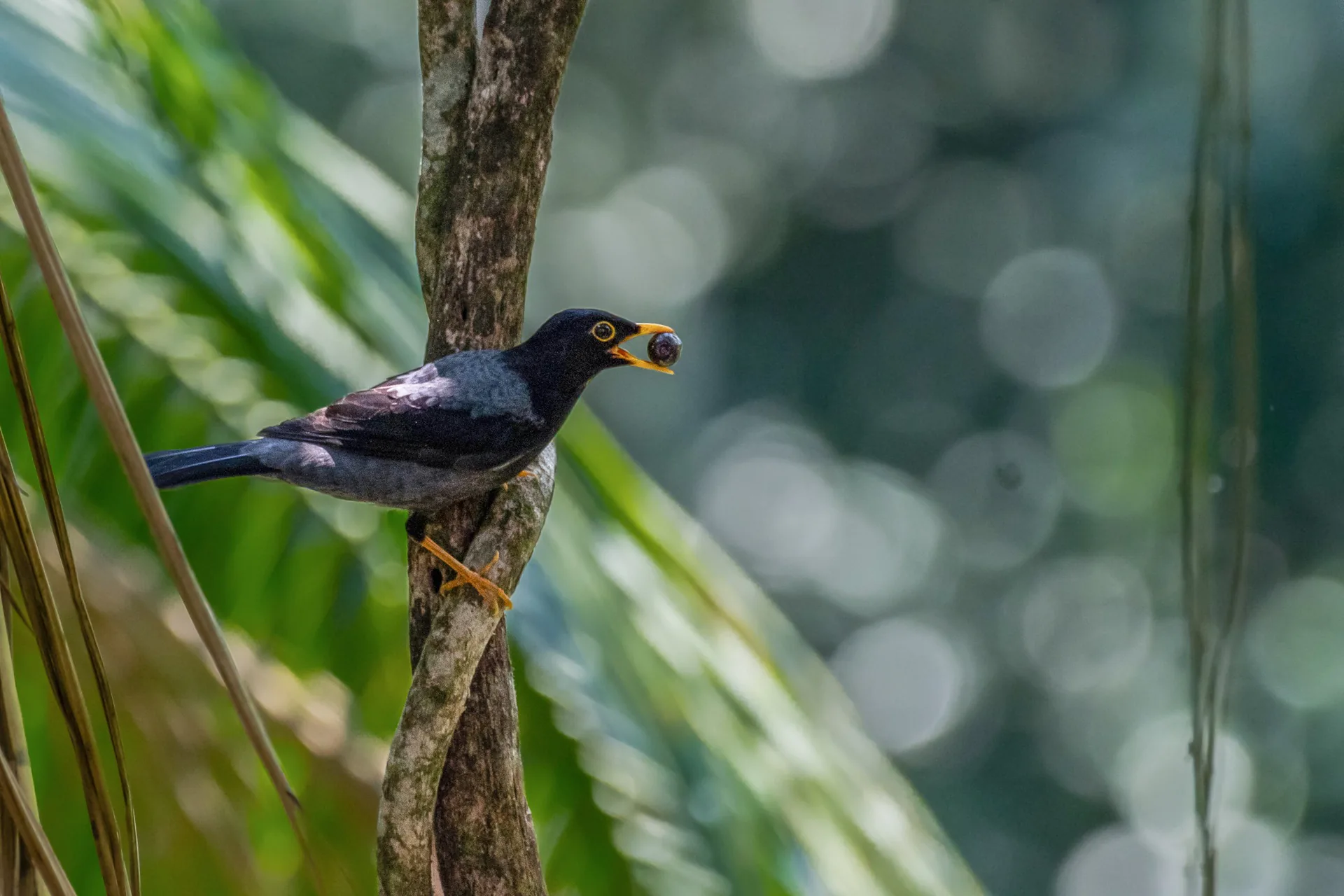 Palmeira juçara em fragmento de Mata Atlântica