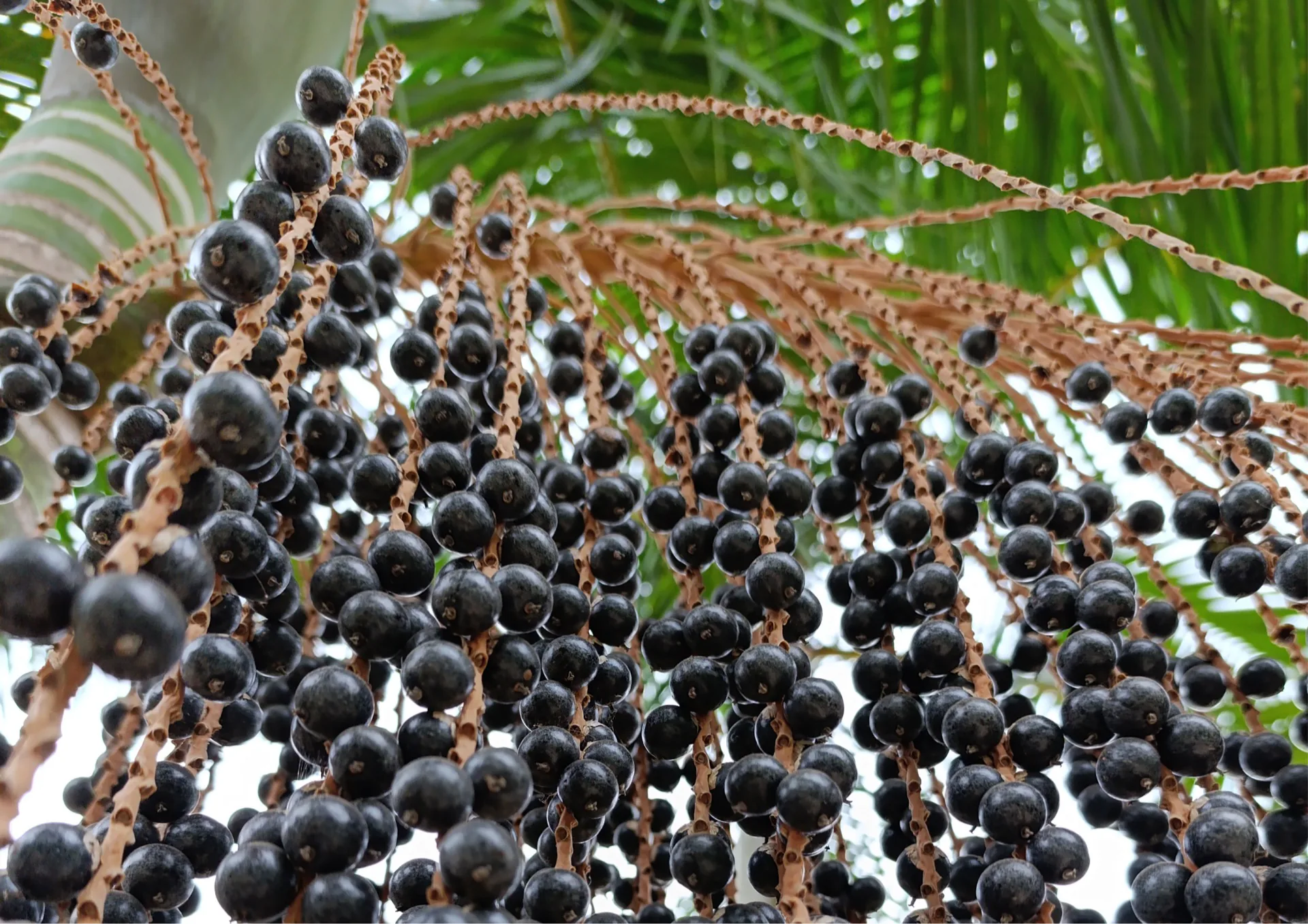 Cachos de frutos maduros de juçara (Euterpe edulis) em palmeira da Mata Atlântica