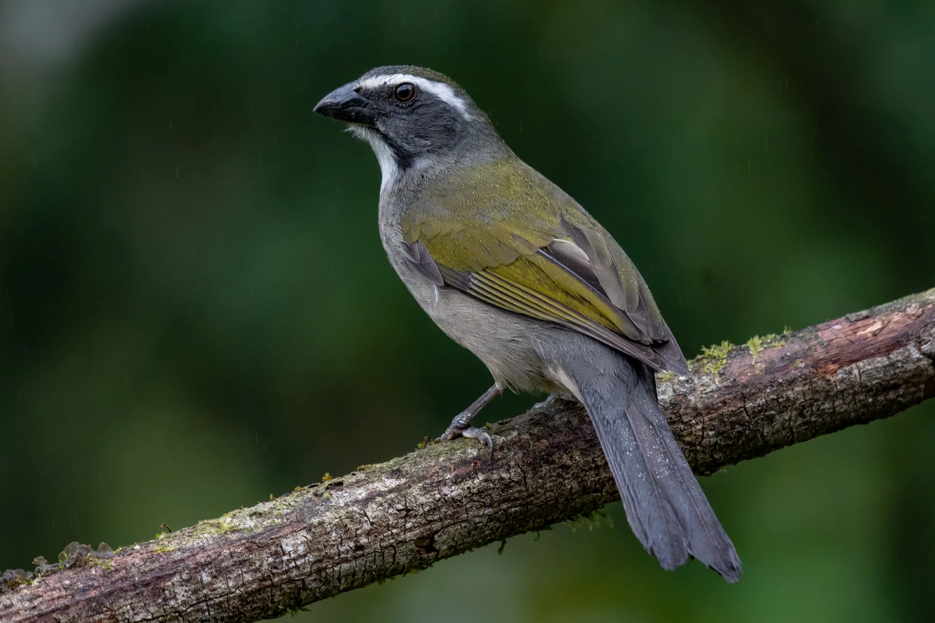 Saltator fotografado durante monitoramento de avifauna na Serra da Mantiqueira — foto BirdsAtlantic