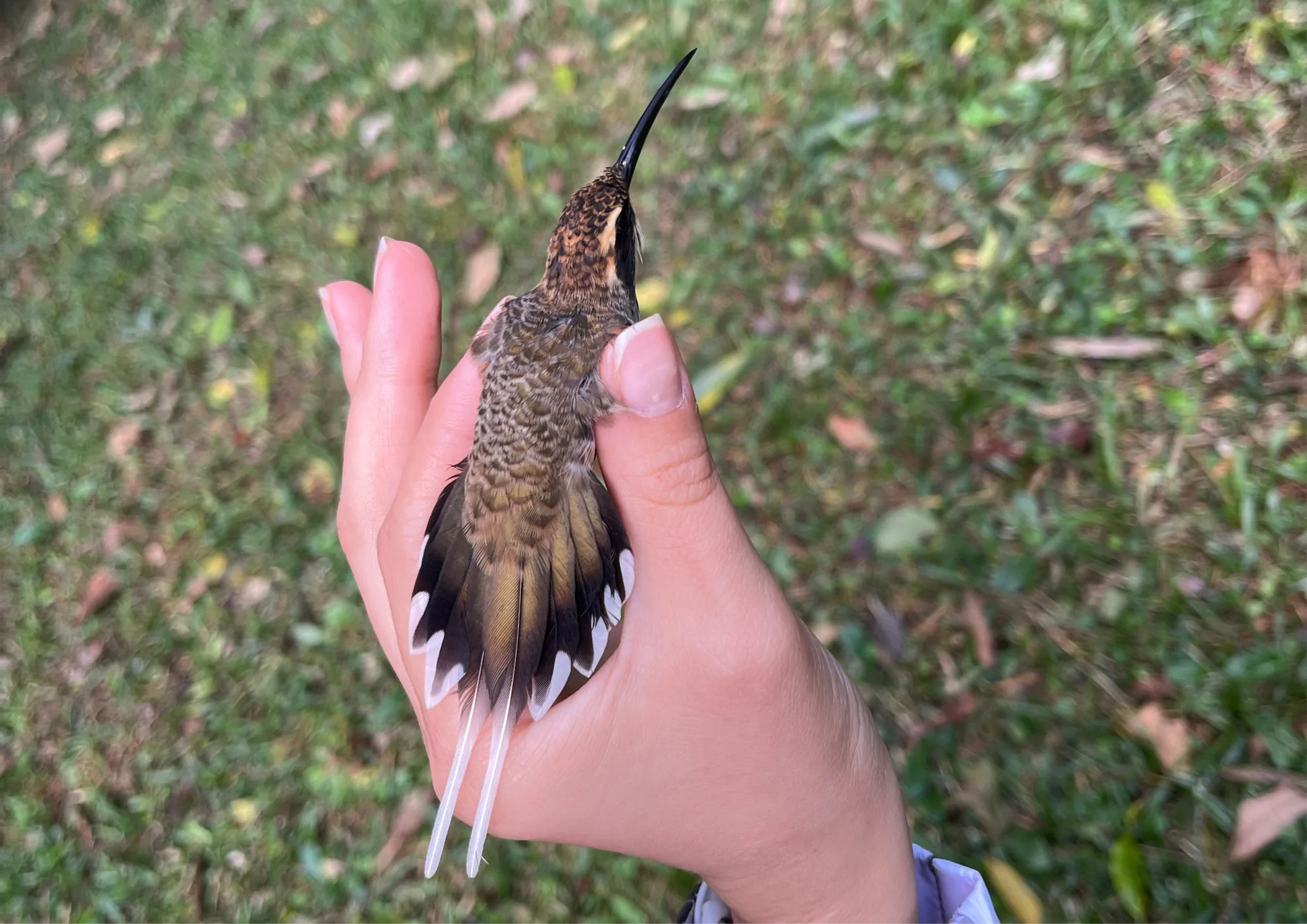 Beija-flor com asa e cauda abertas na mão de pesquisador durante anilhamento