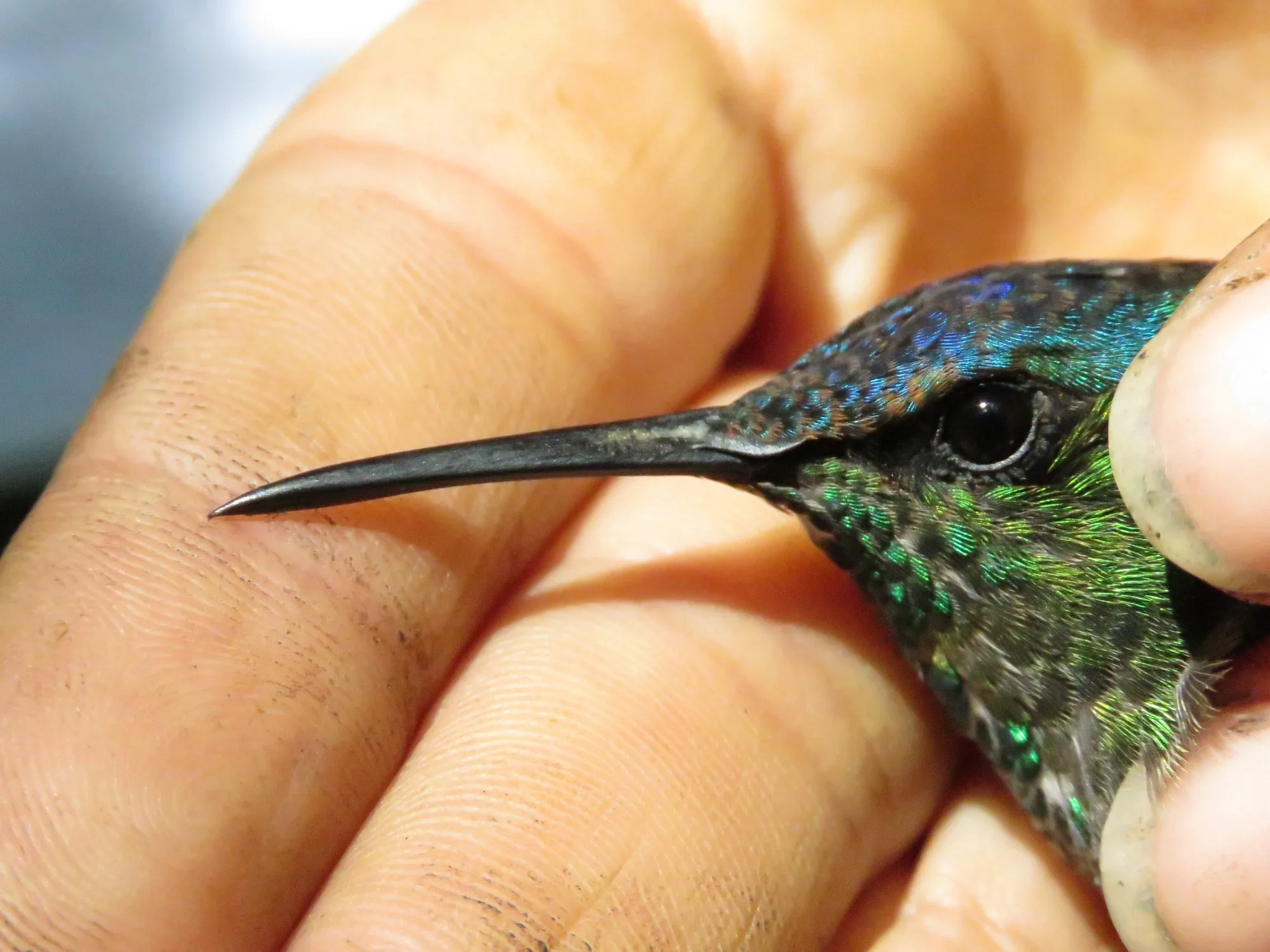 Detalhe da cabeça e do bico longo de beija-flor verde na mão de pesquisador