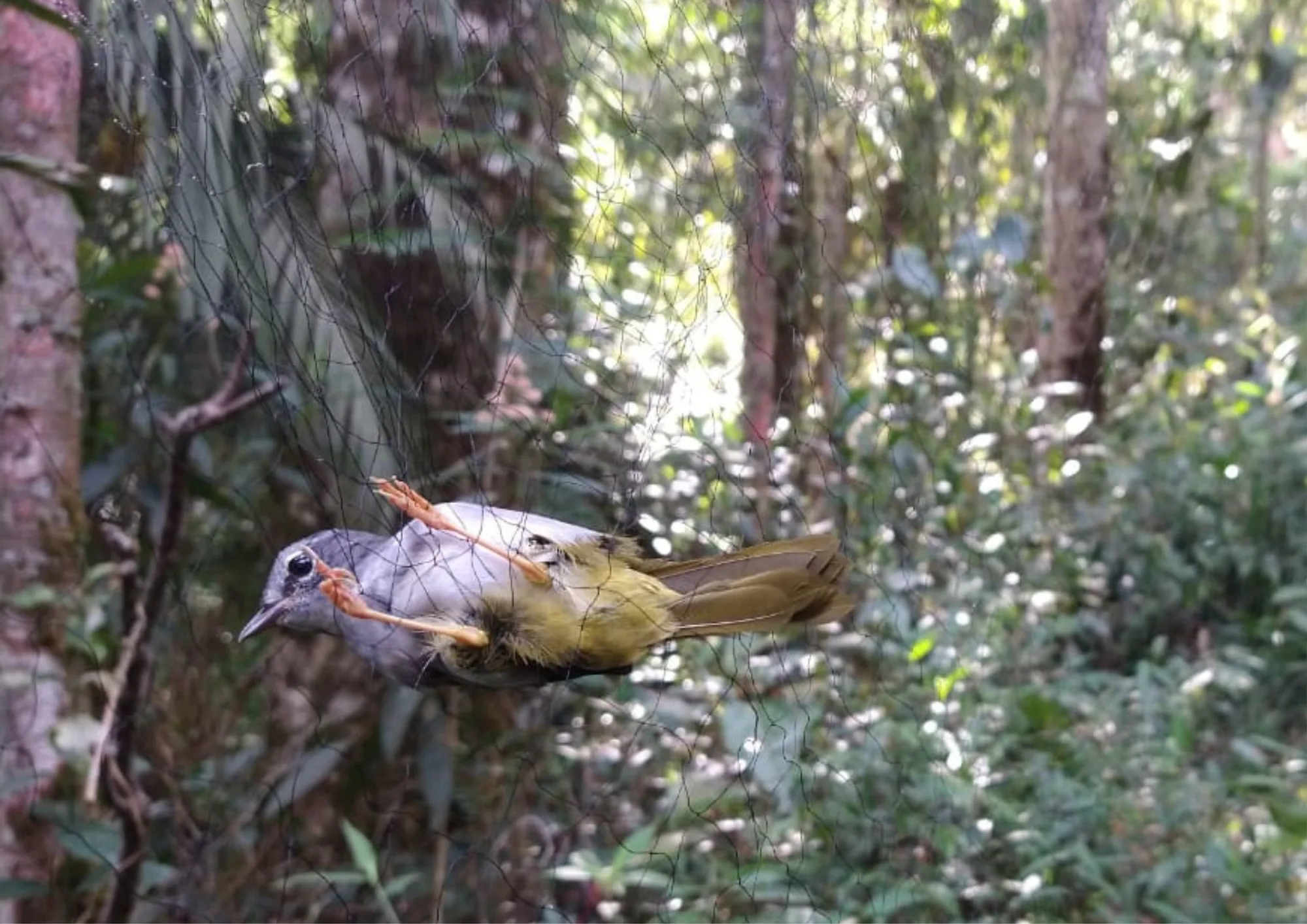 Ave clara capturada em rede de neblina na floresta durante monitoramento