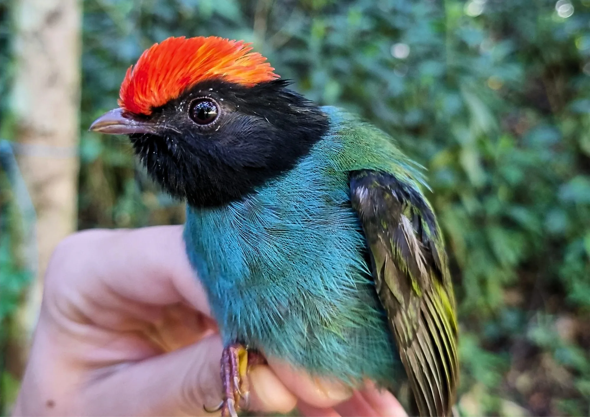 Tangará-dançador (Chiroxiphia caudata) com topete vermelho segurado em campo