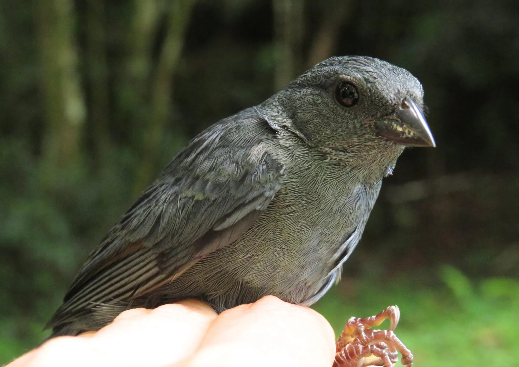Ave cinzenta de bico claro segurada na mão durante estudo de aves de bambu