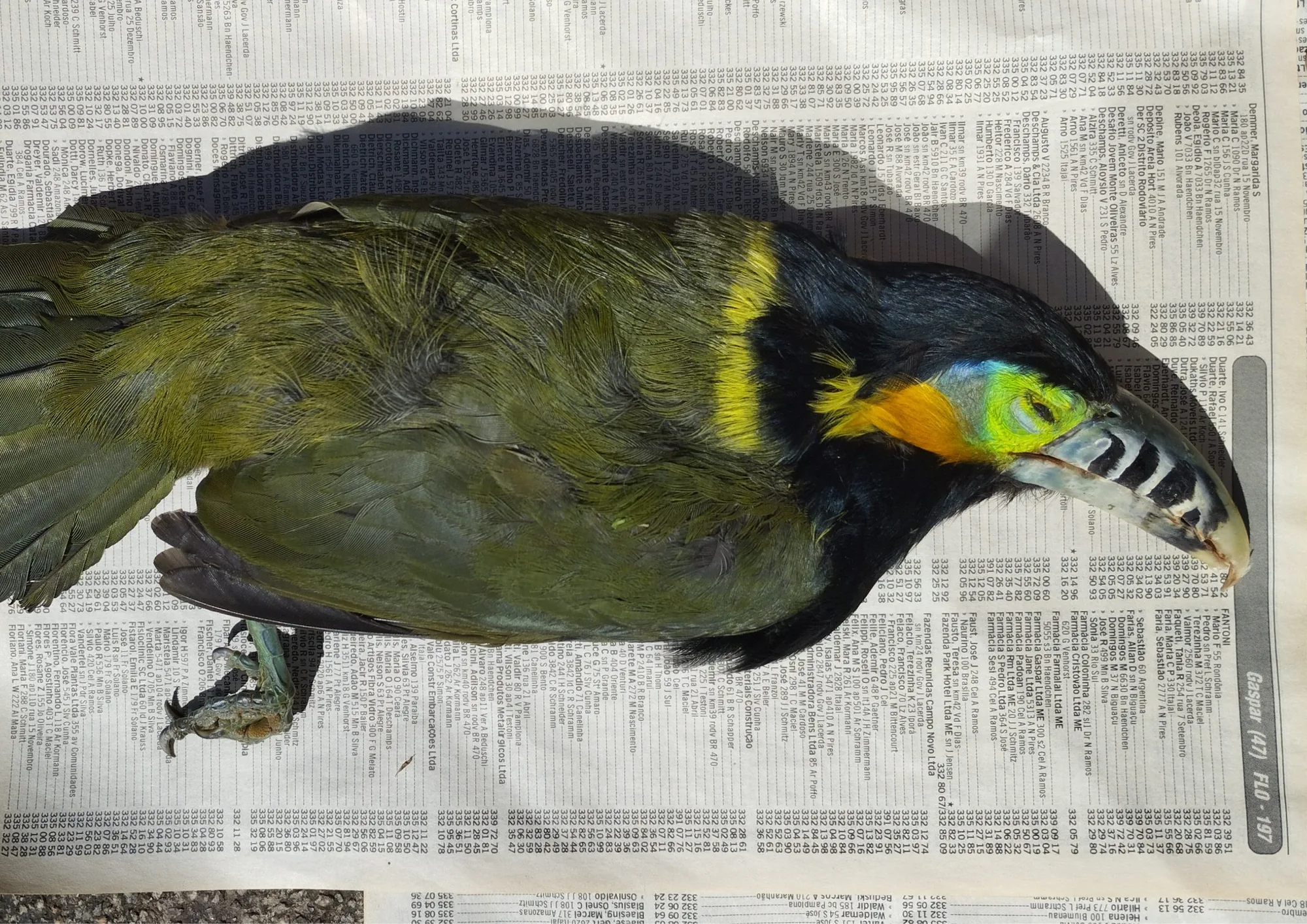 Ave verde e amarela morta sobre jornal, registro de colisão com vidro
