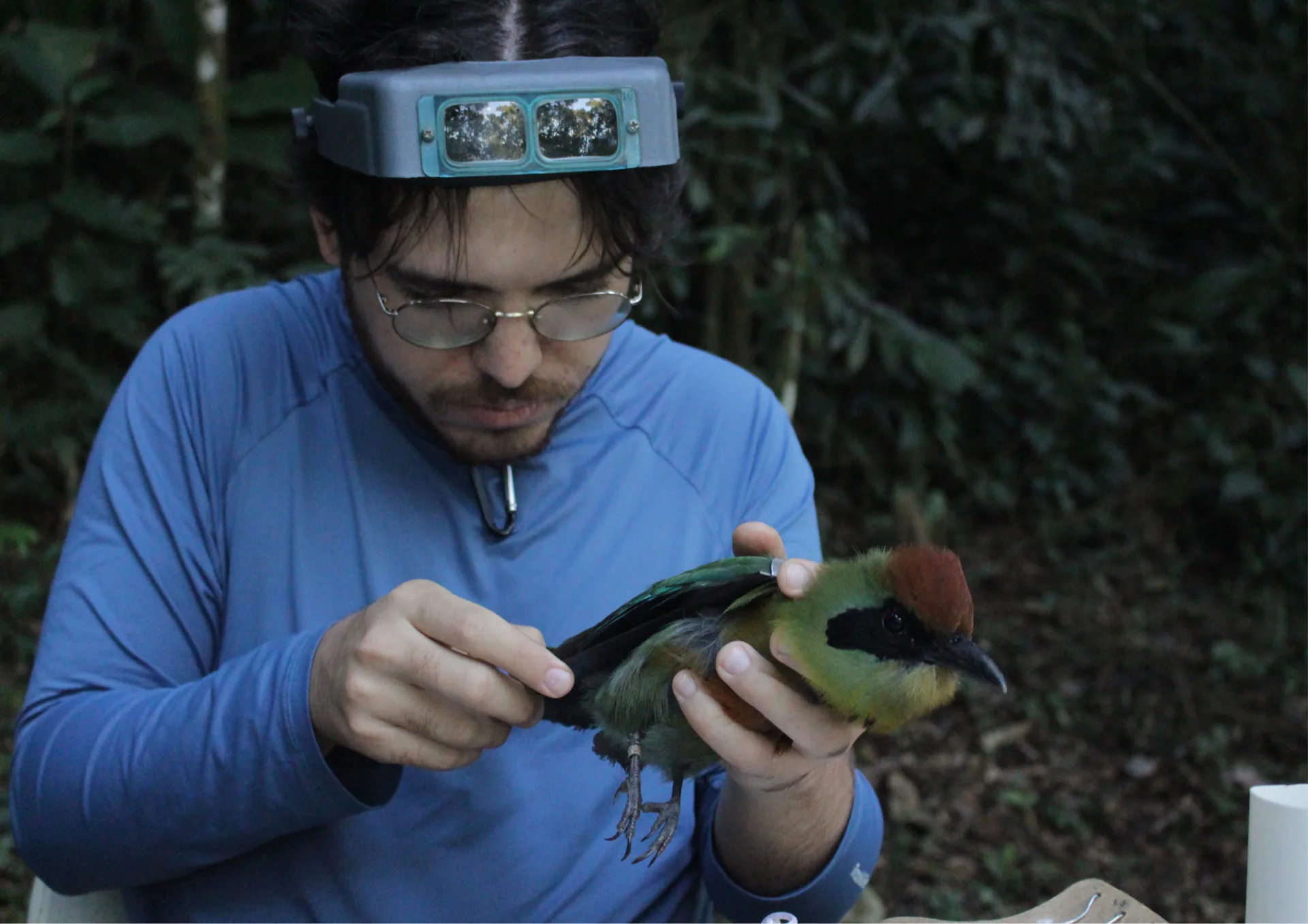 Trainee do OAMa registrando dados biométricos de ave em campo
