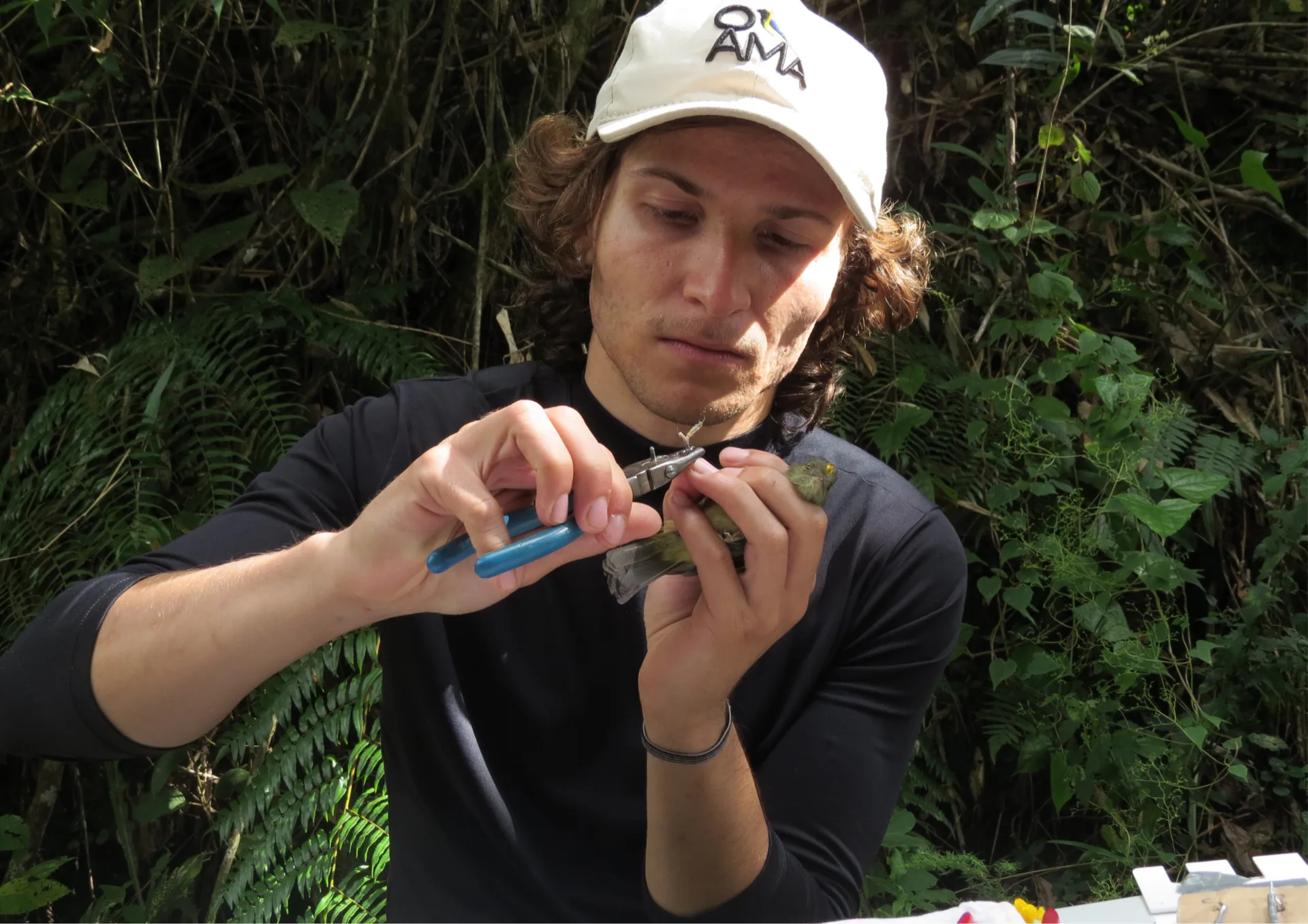 Trainee em atividade prática de anilhamento supervisionado