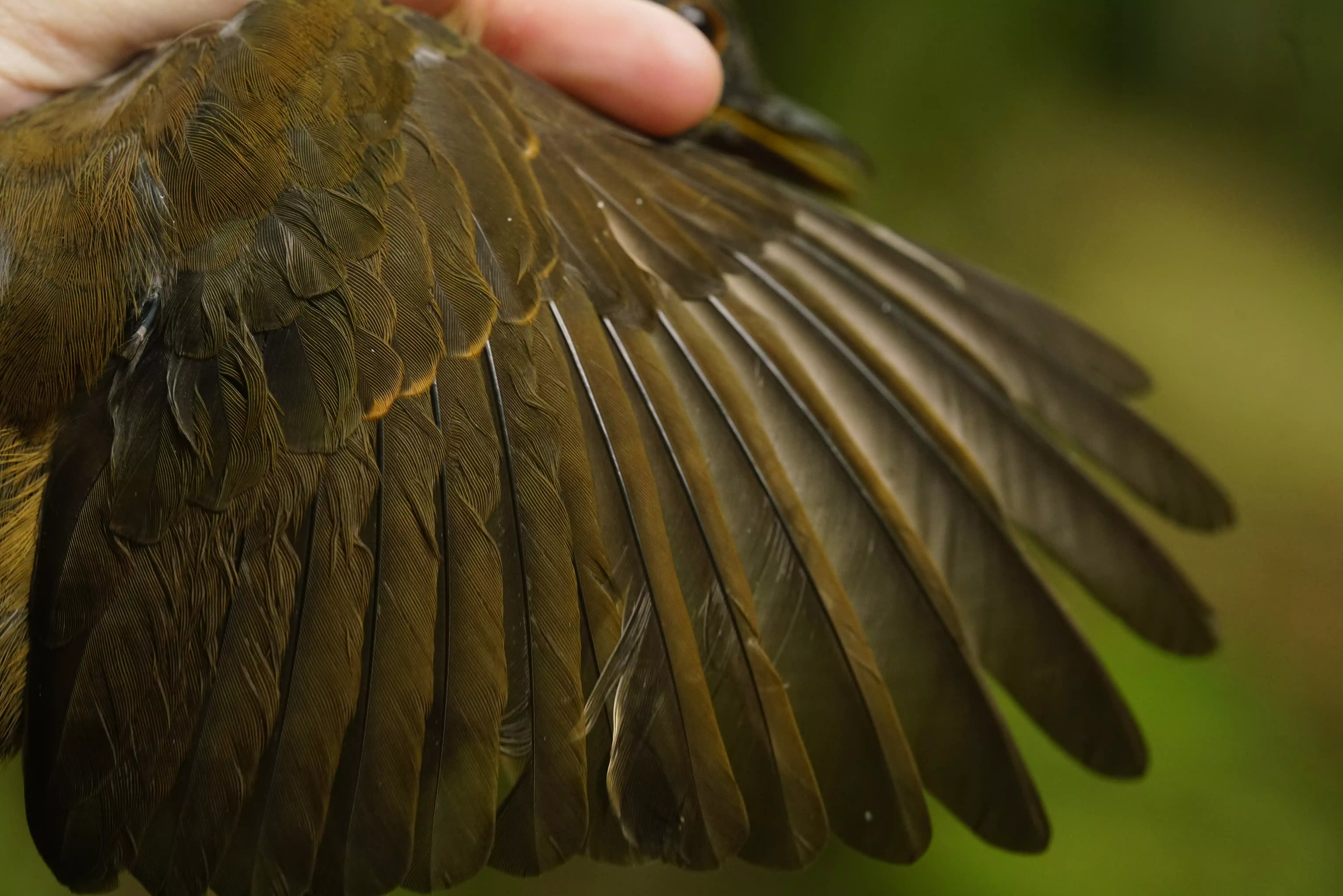 Wikimudas — enciclopédia de muda e idade de aves brasileiras