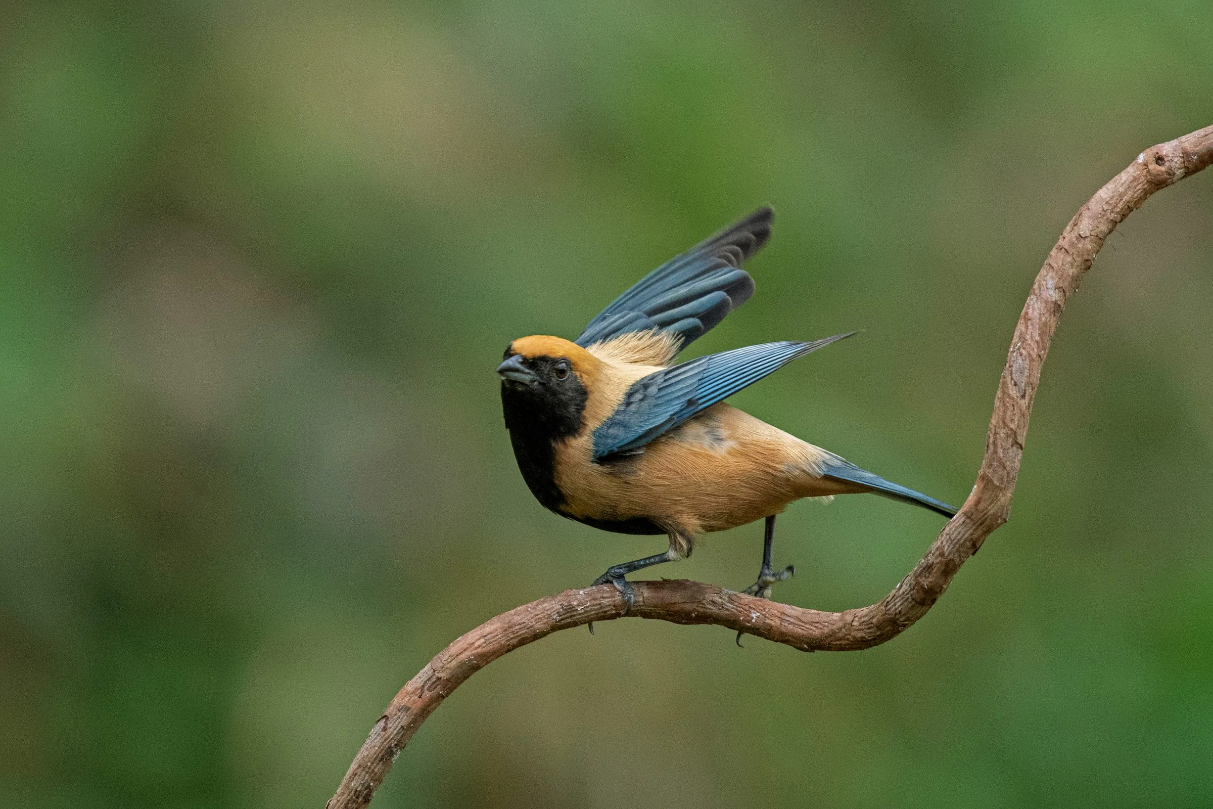 Saíra-amarela (Stilpnia cayana) pousada em um galho com as asas semiabertas