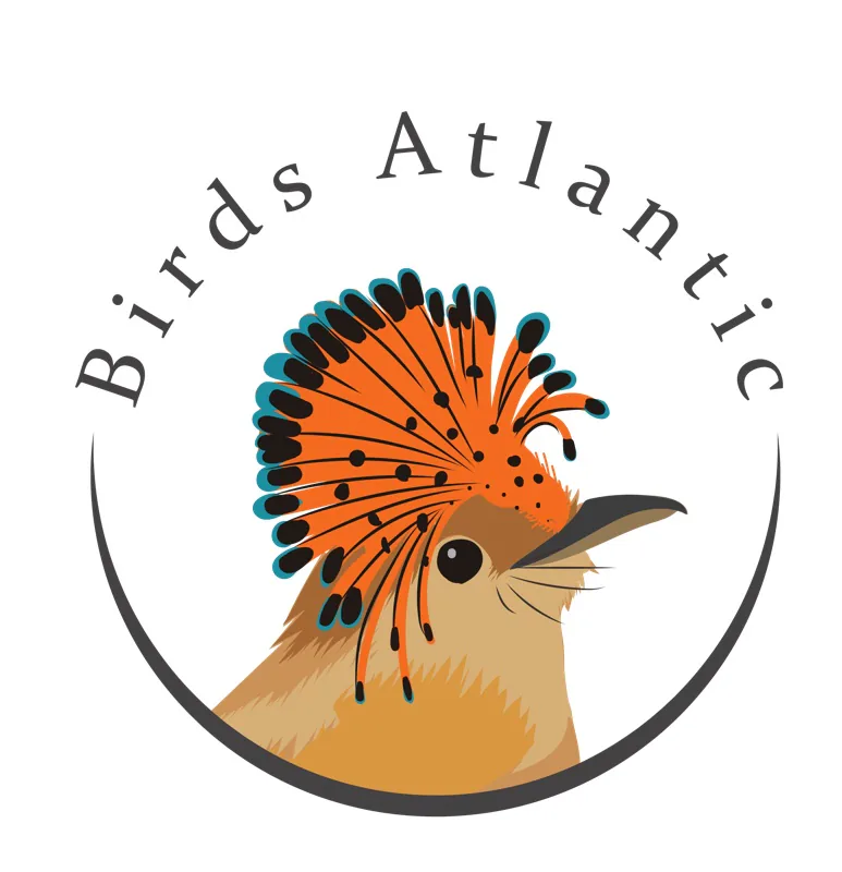 Birds Atlantic