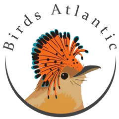 Birds Atlantic