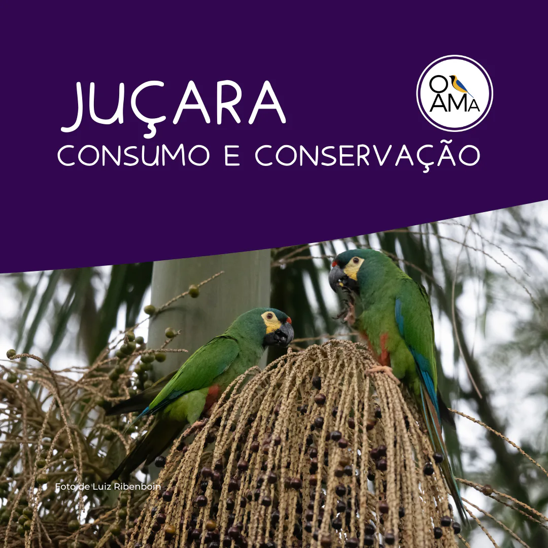 Curta-documentário 'Juçara - Consumo e Conservação'