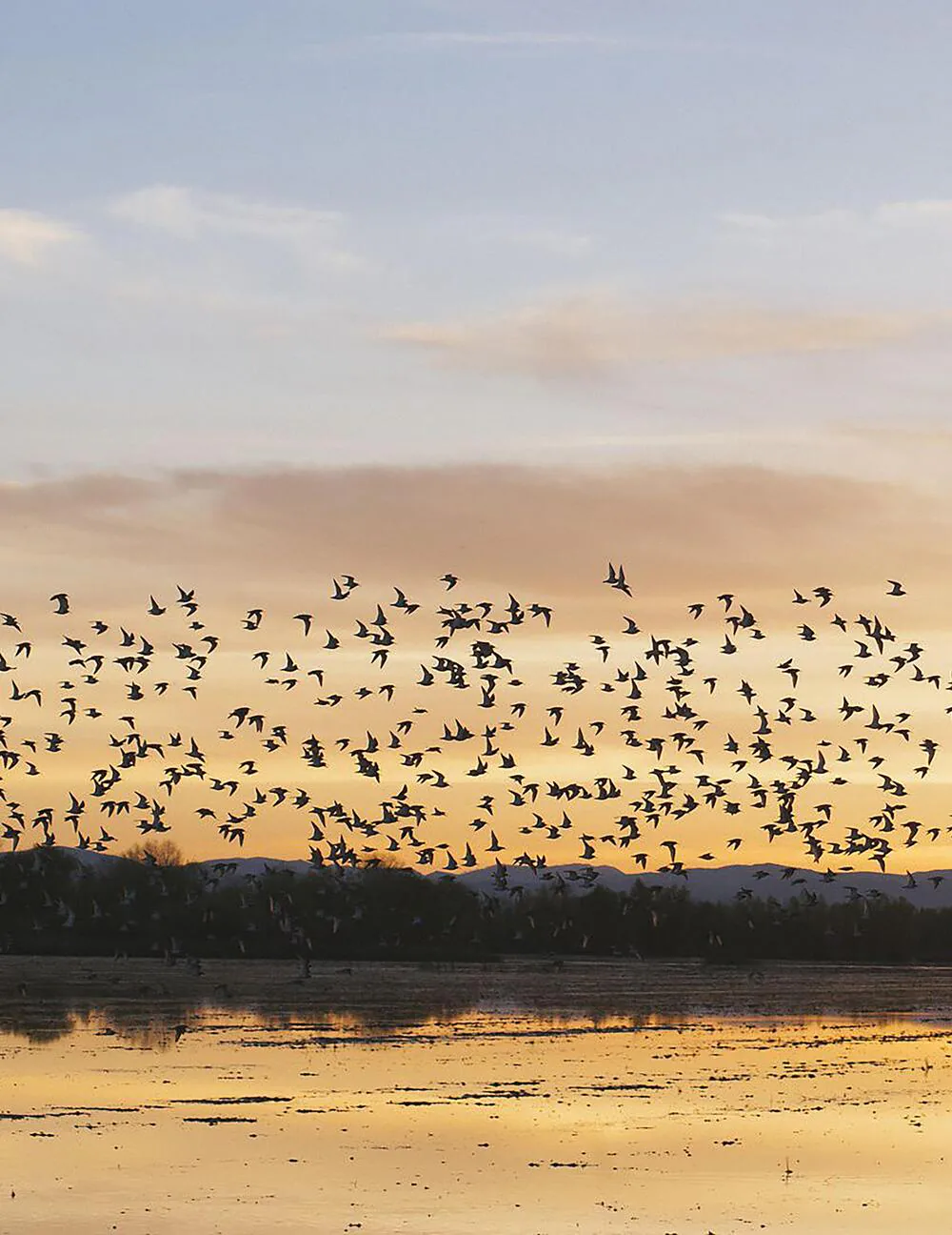 Livreto Bird Friendly Coalition